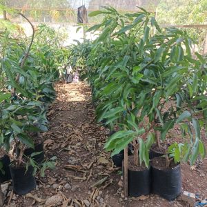 JUALAN ANAK BENIH HARUMANIS (POKOK HARUMANGO)